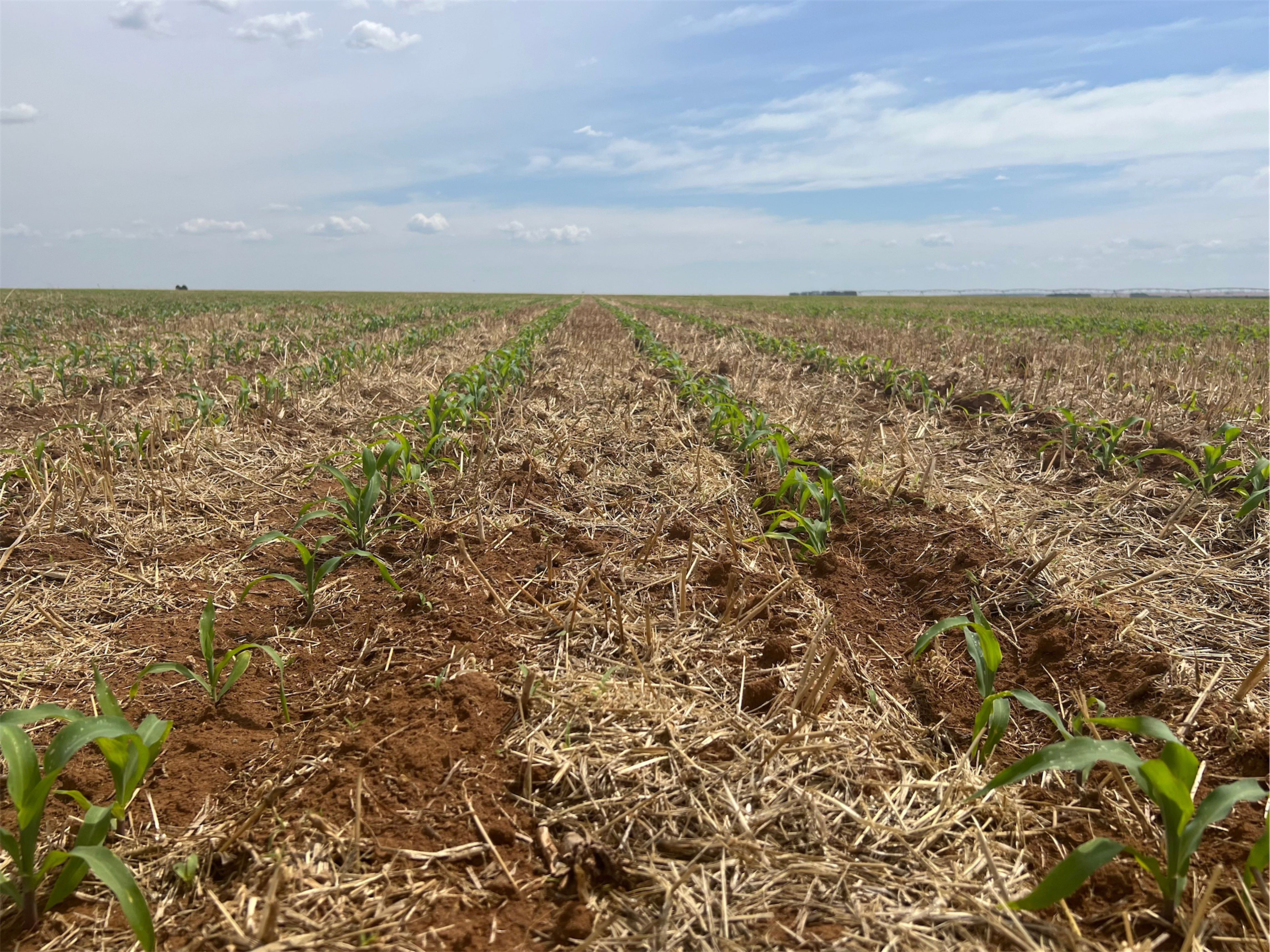 Технология No-Till — обработка без механического нарушения почвы